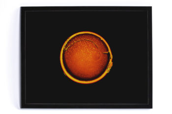 Cell Subject Fine Art print numbered mounted in a black wooden frame